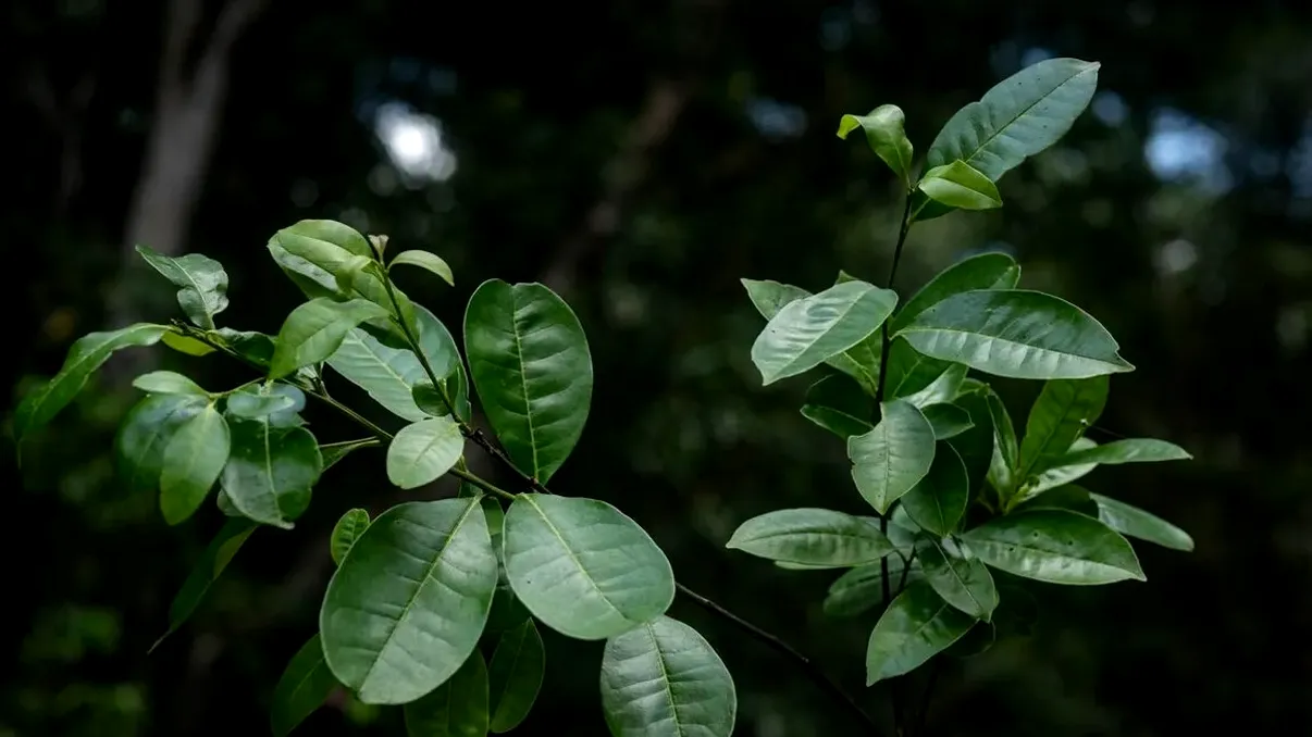 Un ”arbore sfânt” considerat dispărut, redescoperit după 200 de ani. Care este originea lui, unde l-au găsit cercetătorii