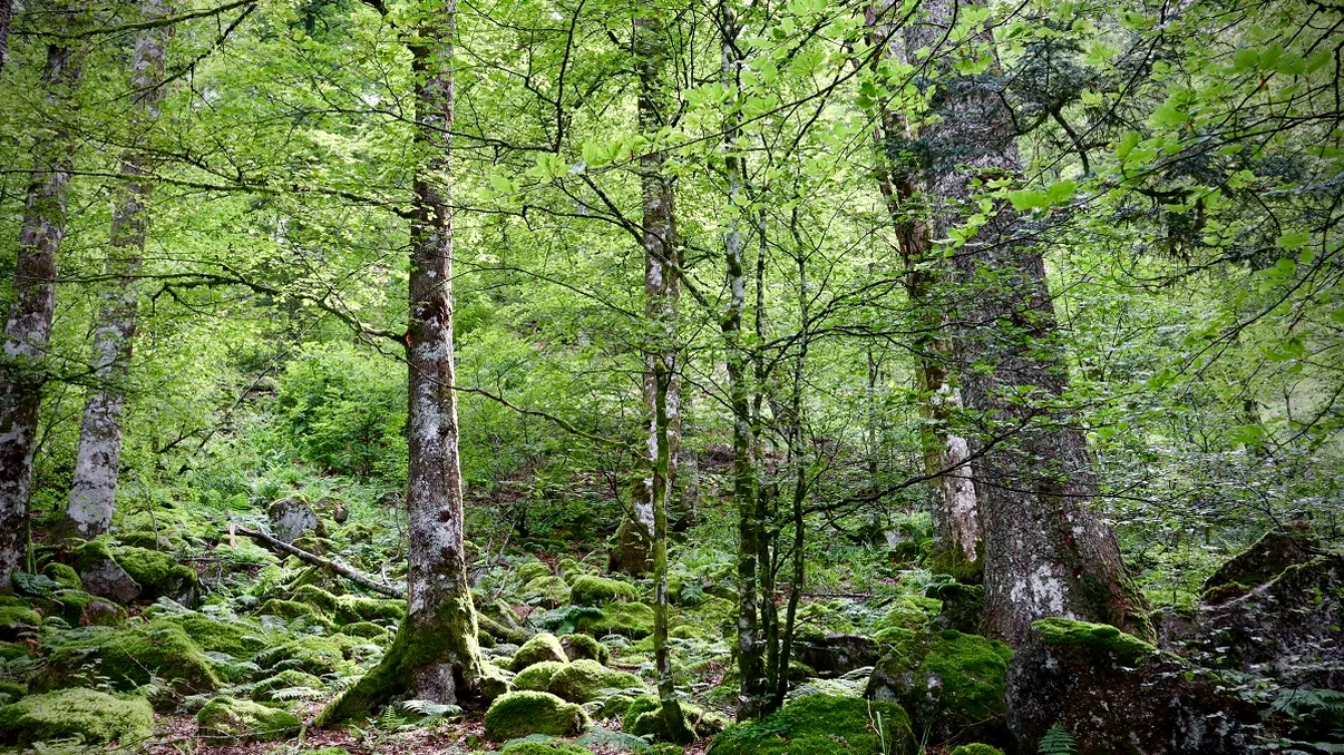 Un student a făcut o descoperire rară după ce a fost atras într-o pădure de sunete ciudate. „N-am mai văzut așa ceva”