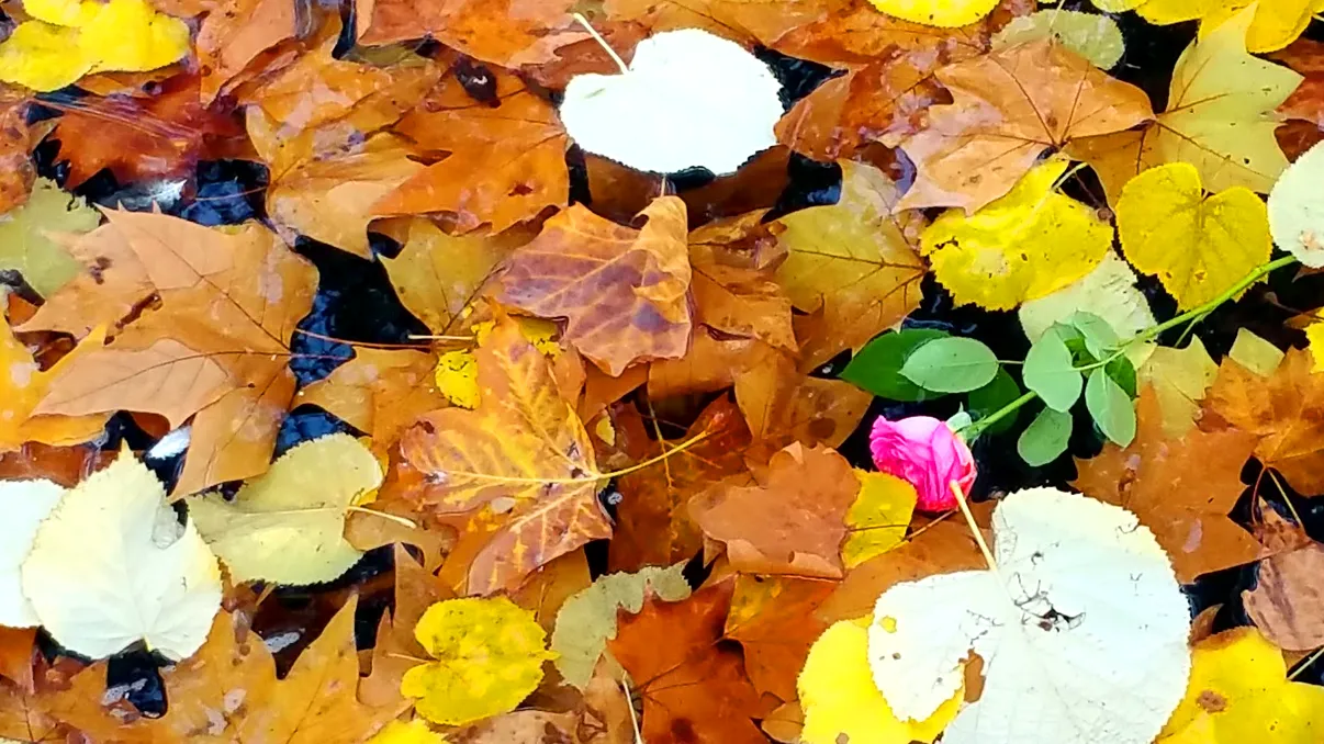 Echinocțiul de toamnă 2023, când ziua este egală cu noaptea: Cum ne influențează fenomenul, de fapt