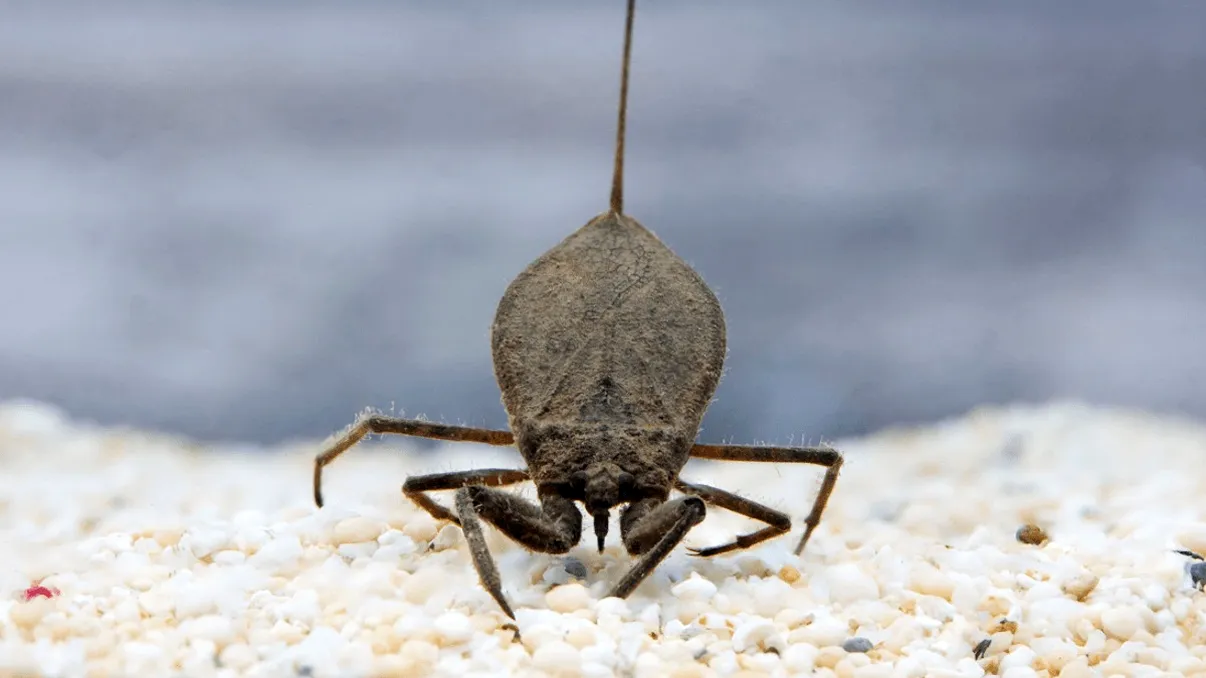 Acești scorpioni au o caracteristică ciudată și unică: cum vânează cu ajutorul ei