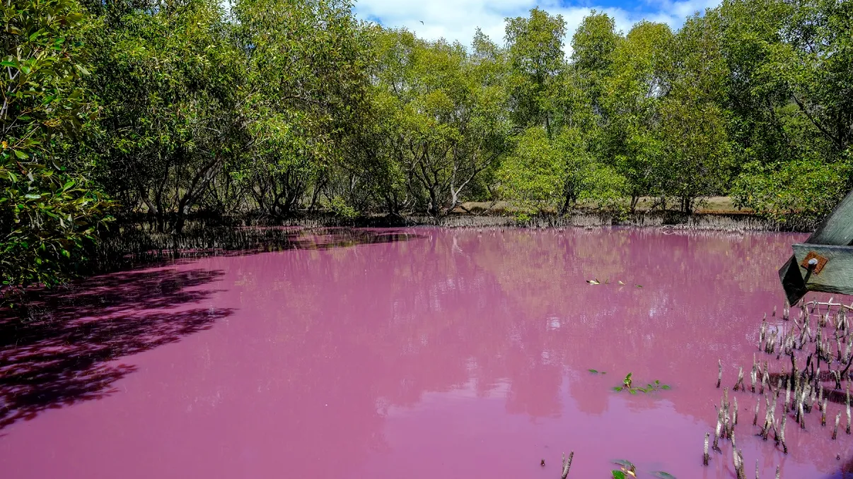 Apele roz din Australia, care este explicația. Unde s-a petrecut același fenomen în România