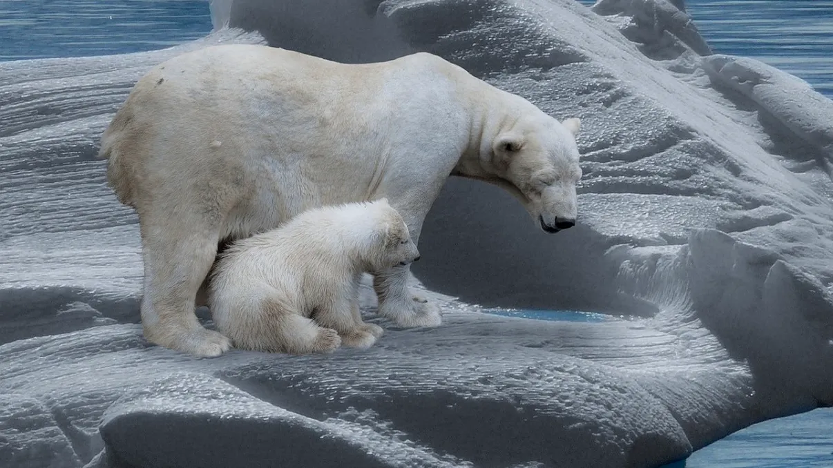 Cum afectează încălzirea globală urșii polari. Pericolele cu care se confruntă, legătura cu alăptarea puilor