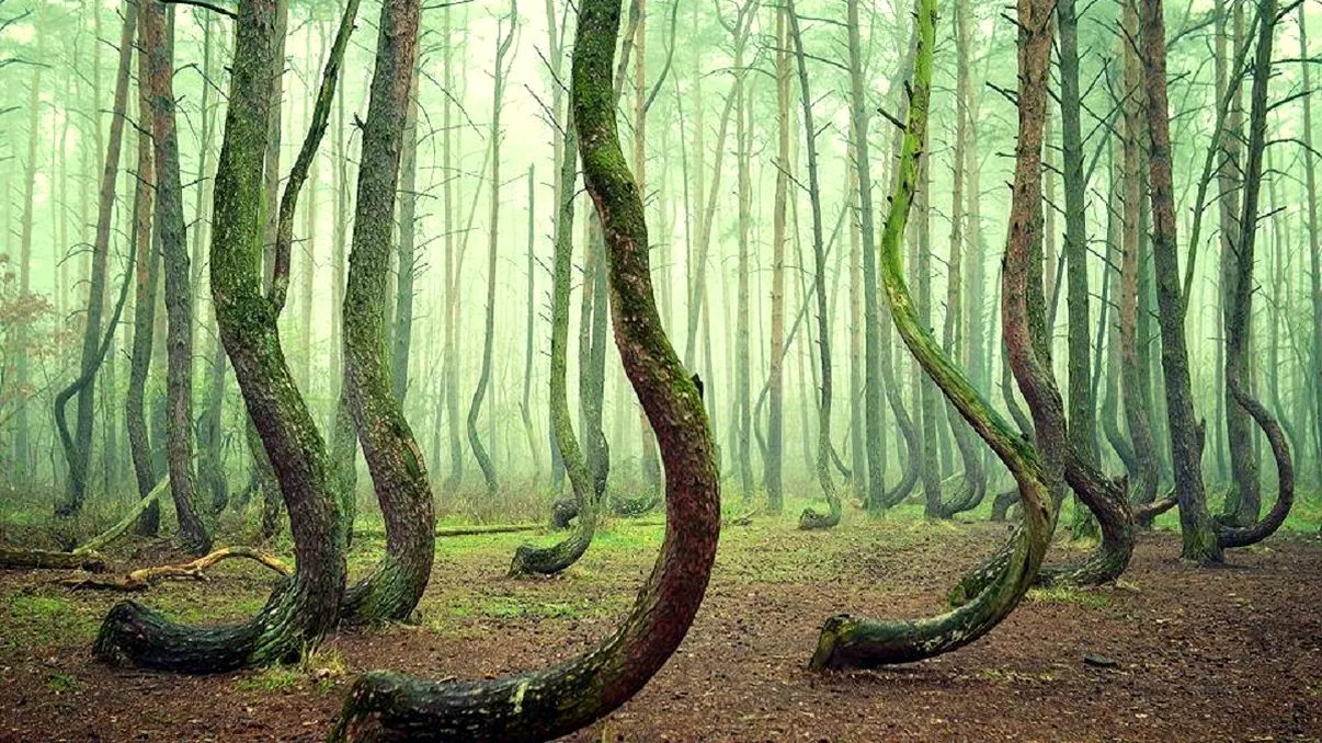 ”Pădurea strâmbă” care i-a uimit pe specialiști. De ce s-au curbat copacii, legătura cu gravitația