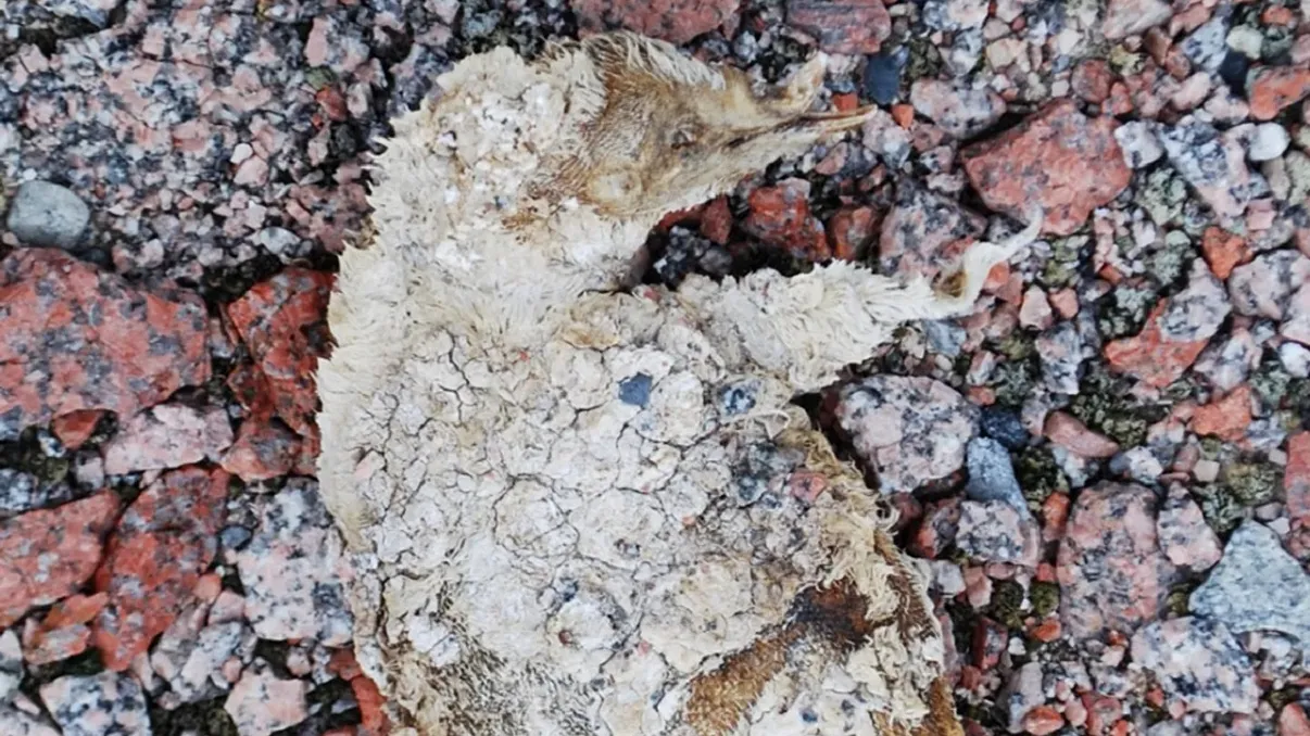 Pinguini conservați de 5.000 de ani, găsiți în Antarctica. Cum au fost descoperiți, ce spun oamenii de știință