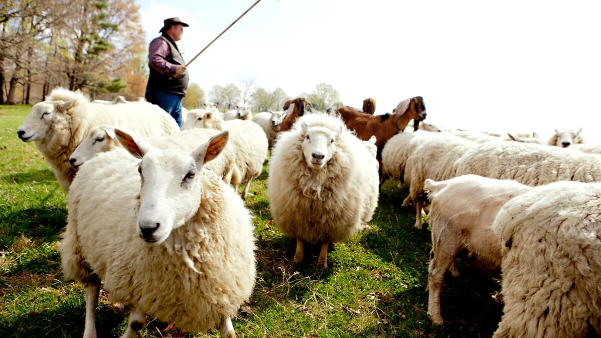 Domesticirea animalelor ne-a ajutat, dar ne-a creat și probleme. Care sunt consecințele directe ale acestei activități umane