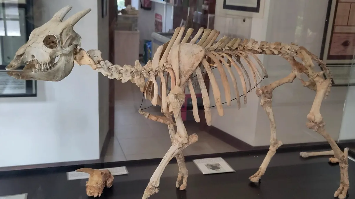 Singurul mamifer cu sânge rece care a existat vreodată. Ce se știe despre acesta, în ce s-a transformat