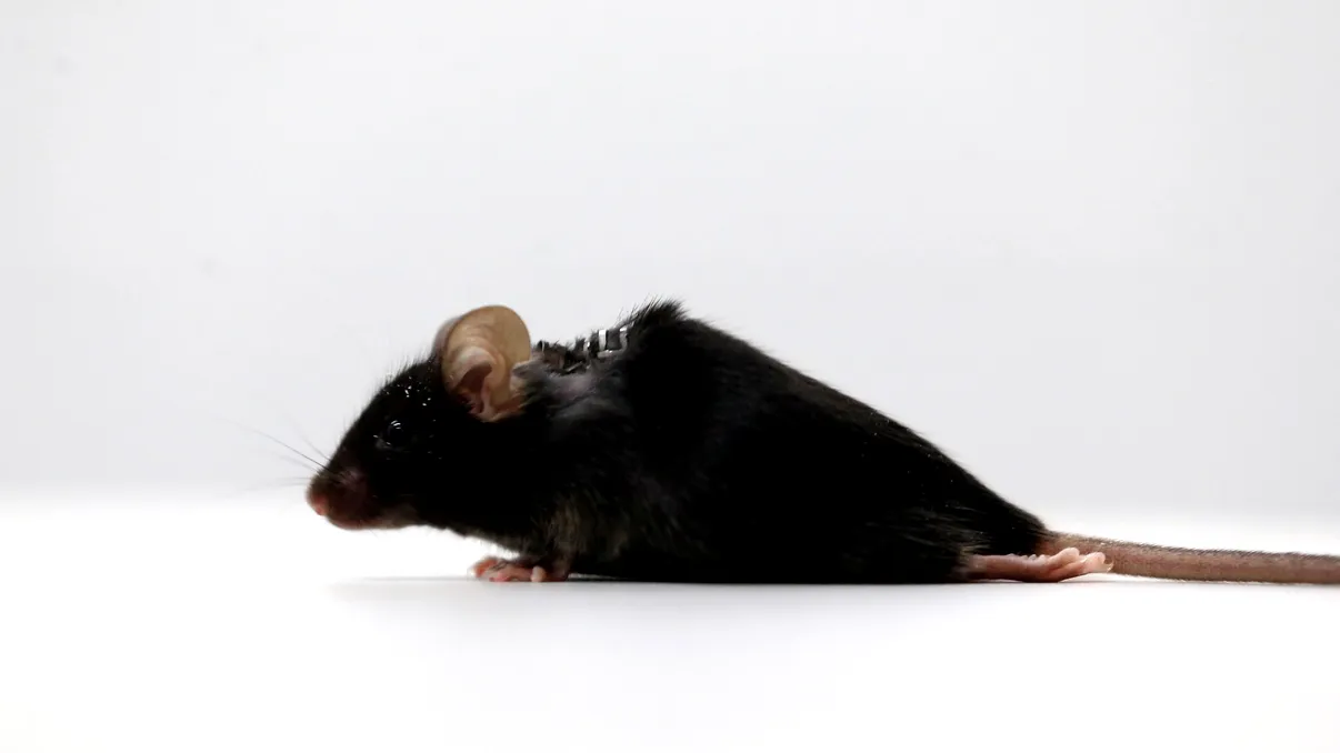 Premieră mondială în știință: Șoarecii paralizați merg din nou. Cum funcționează la oameni, ce spun cercetătorii