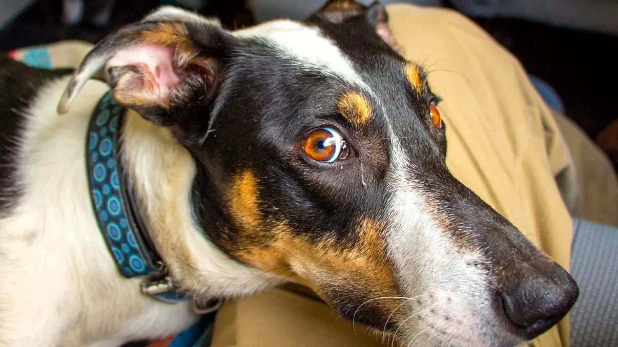 De ce le place câinilor să își odihnească capul pe tine. Ce alte motive mai au, în afară de dragoste