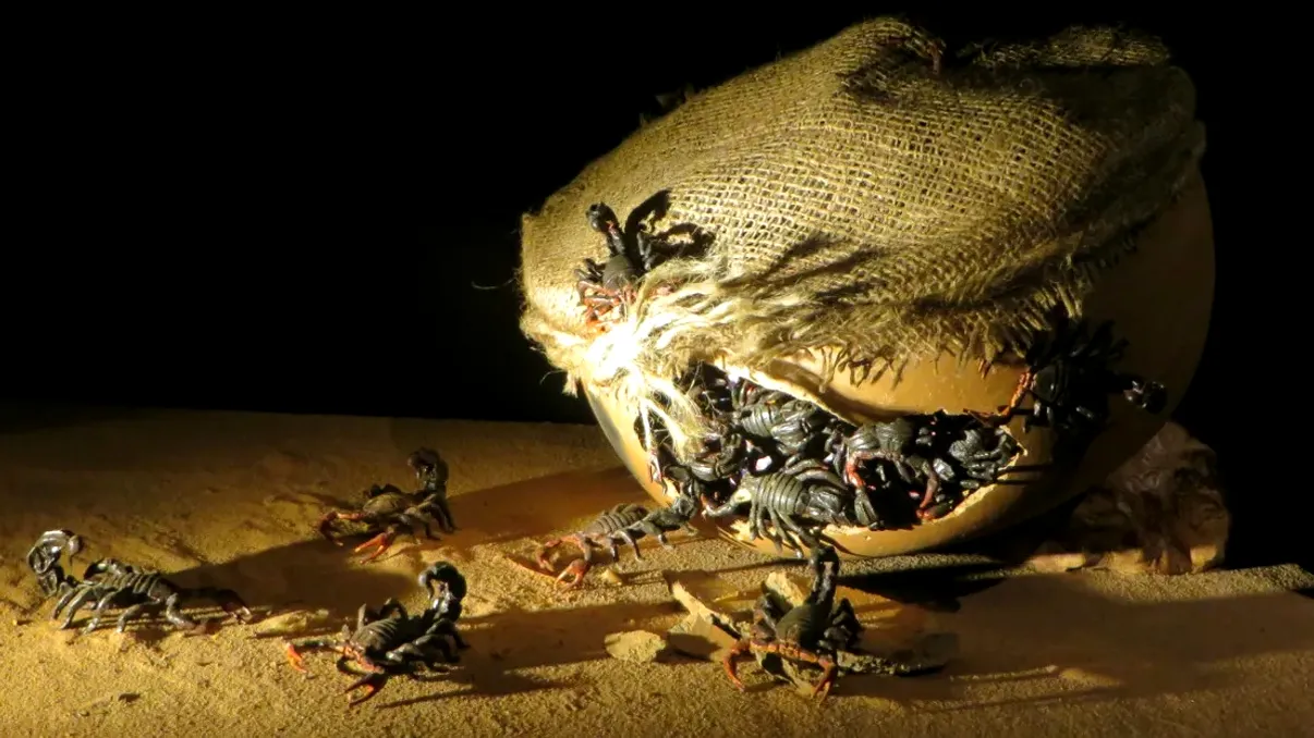 Arme bizare de război, folosite de omenire, de-a lungul timpului. Nici prin gând nu-ți trece așa ceva