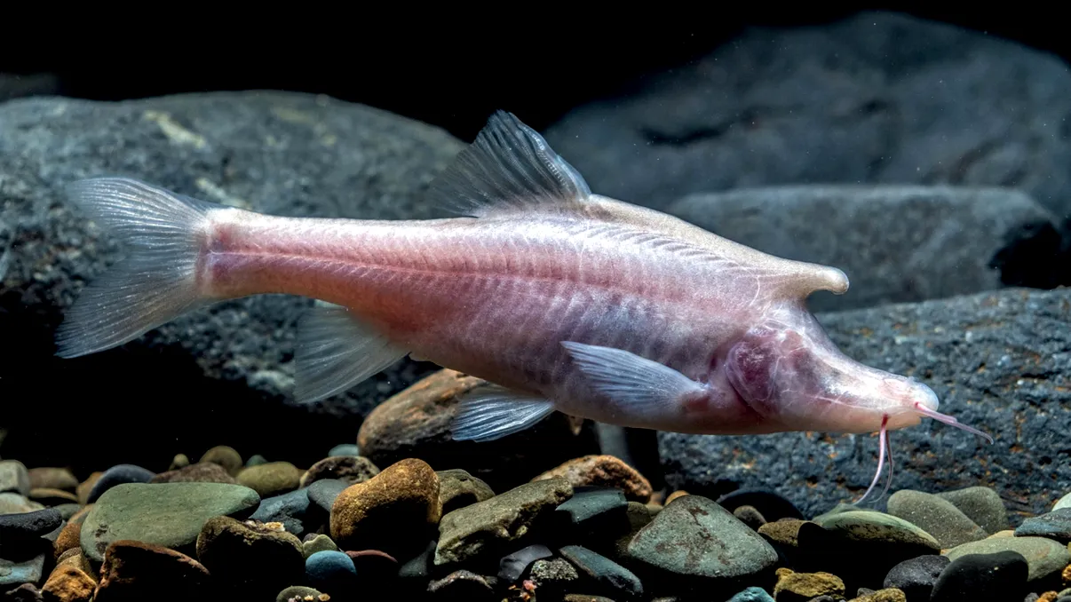 Unicornii există: Ce au descoperit oamenii de știință, unde trăiesc creaturile fantastice