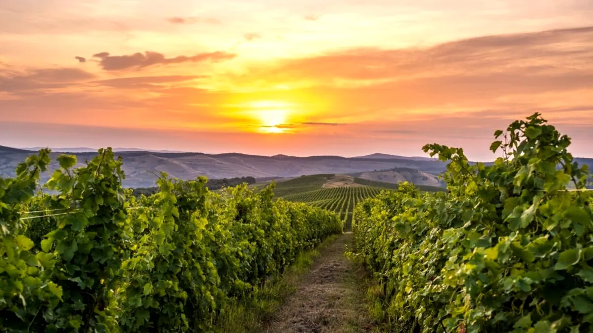 România, o forță majoră în Europa. A fost un an bun, producție record, avem cu ce să ne mândrim