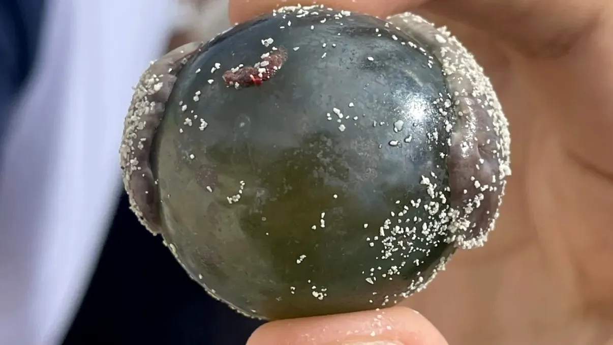 Cel mai mare organism unicelular din lume. Unde îl poți găsi