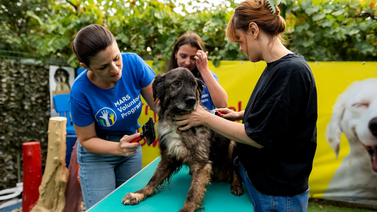 Organizații caritabile și mediu: milioane de lei și mii de ore de voluntariat în folosul comunităților [P]