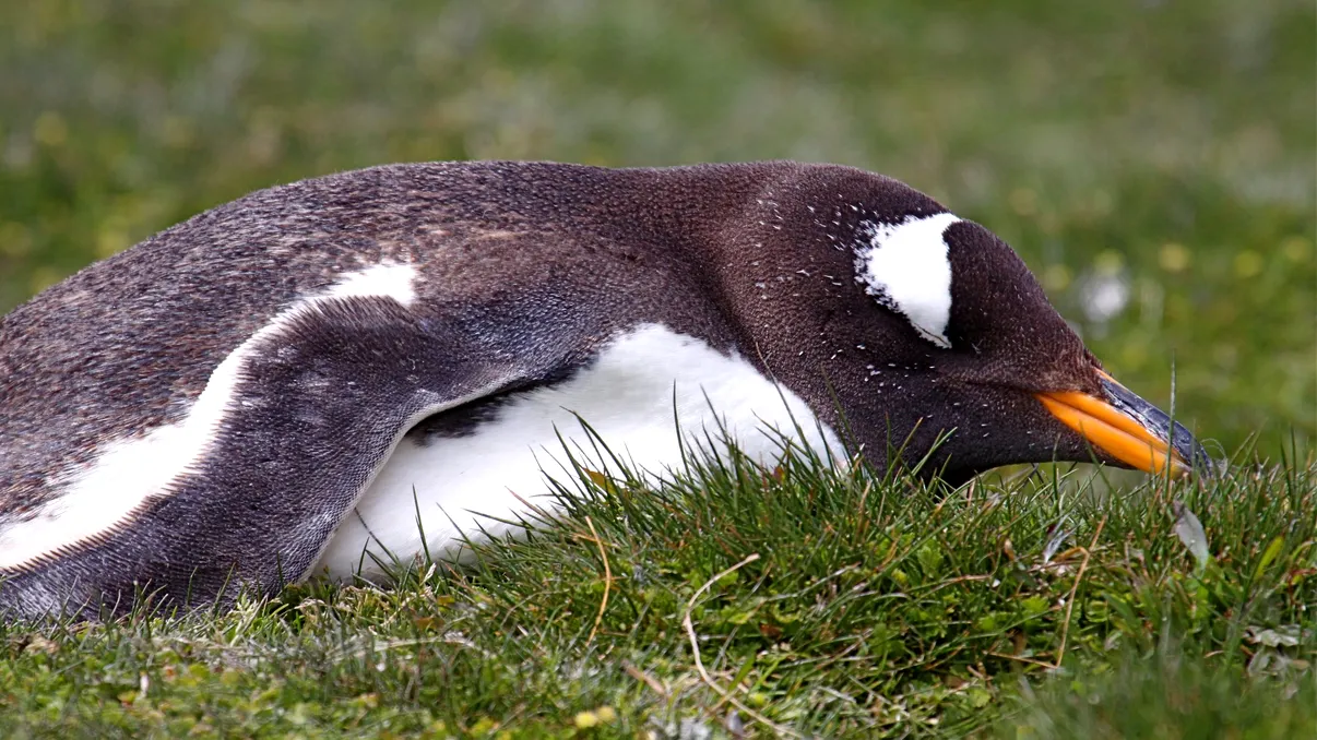Acest animal doarme de peste 10.000 de ori pe zi: Ce au descoperit oamenii de știință