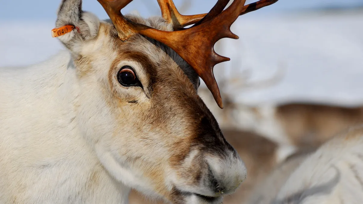 Descoperire fascinantă despre reni: Ce au aflat cercetătorii despre ajutoarele lui Moș Crăciun