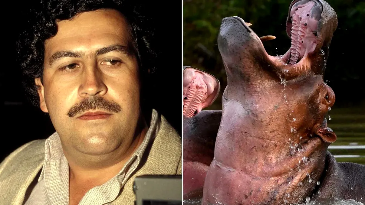 Din umbra lui Pablo Escobar: Hipopotamii 