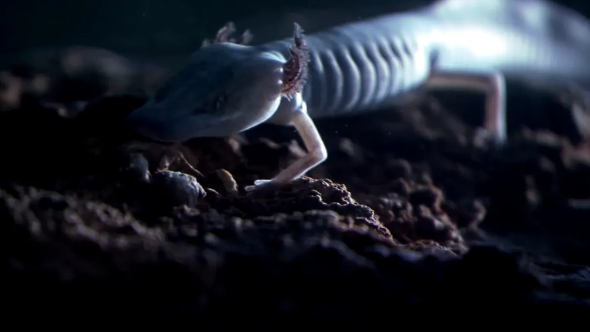 Unul dintre cele mai ciudate animale din România trăiește 100 de ani. Puțini știu de existența lui. Ce este unic la 