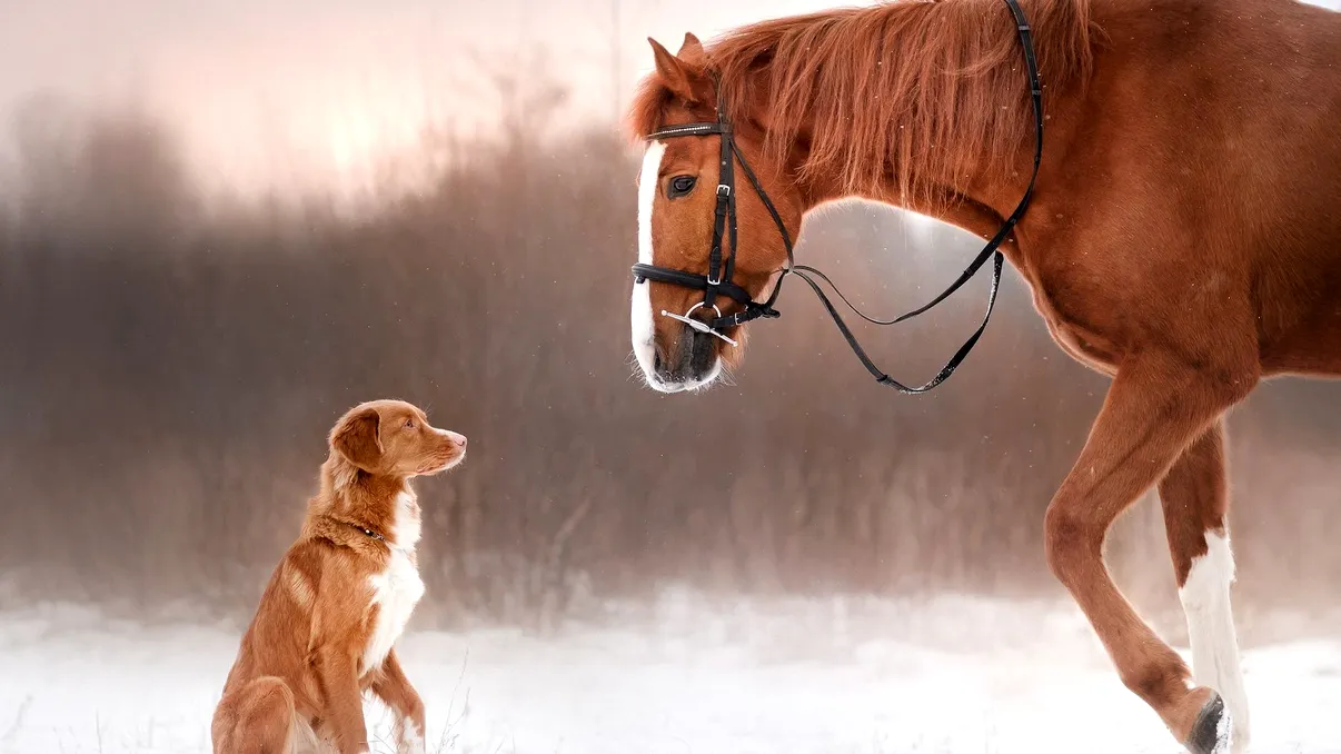 Caii, niște câini mai mari? Cercetarea care îți arată cât de mult seamănă, de fapt, cele două specii