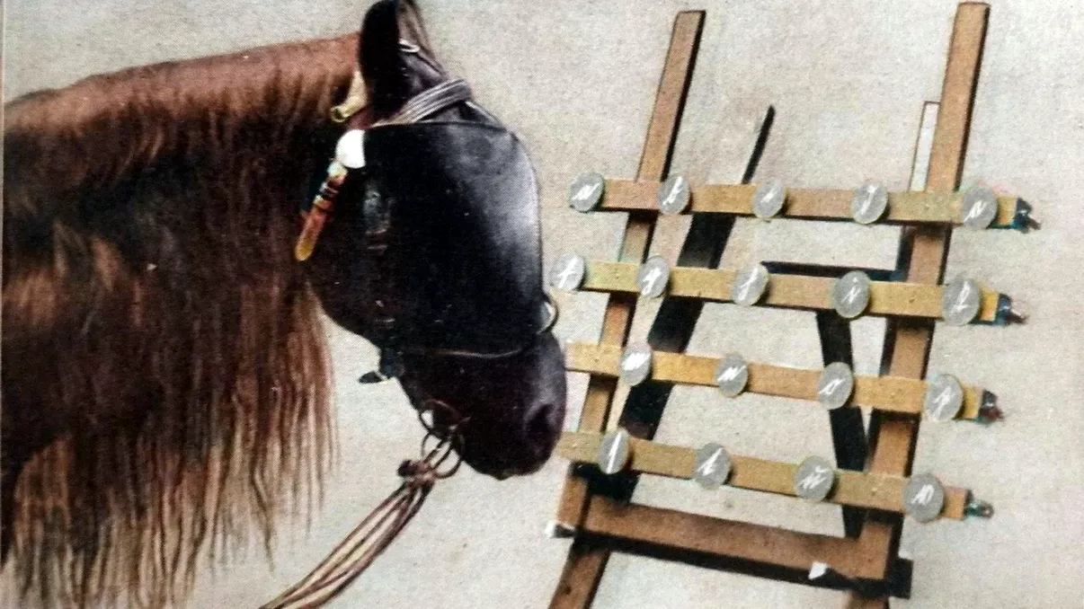 Calul care știa matematică. Cum a ajuns o mârțoagă să fie atracția numărul unu a vremurilor, experimentul de succes VIDEO