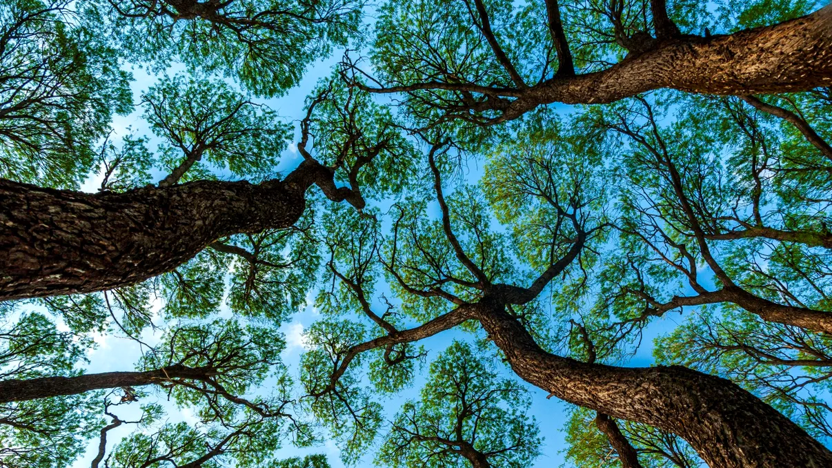 Ce sunt „coroanele timide” ale copacilor. Fenomenul unic care dă naștere unor imagini incredibile