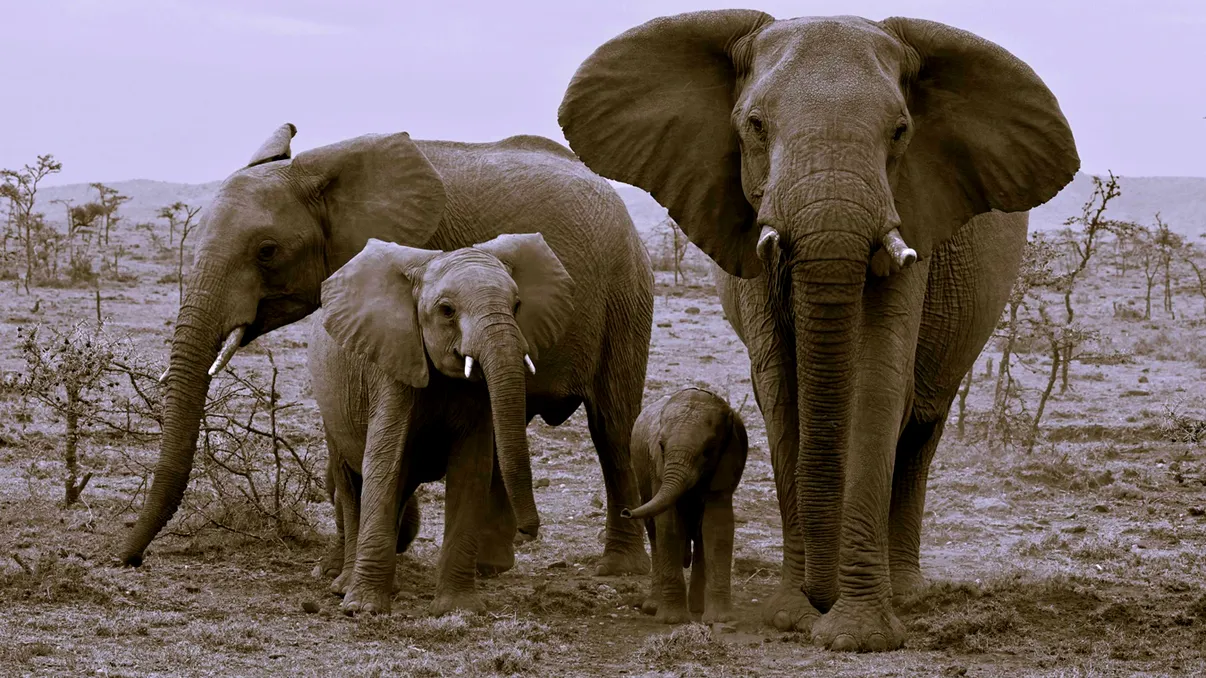 Elefanții își plâng și îngroapă puii morți: Un ritual tulburător, asemănător funeraliilor umane [VIDEO]