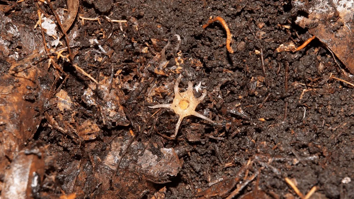 O nouă specie bizară de plante a fost descoperită: De ce este ciudată, conform oamenilor de știință