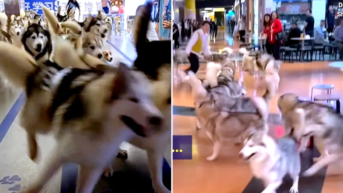 VIDEO Cum arată 100 de câini Husky la un loc: Clipul care a făcut turul internetului