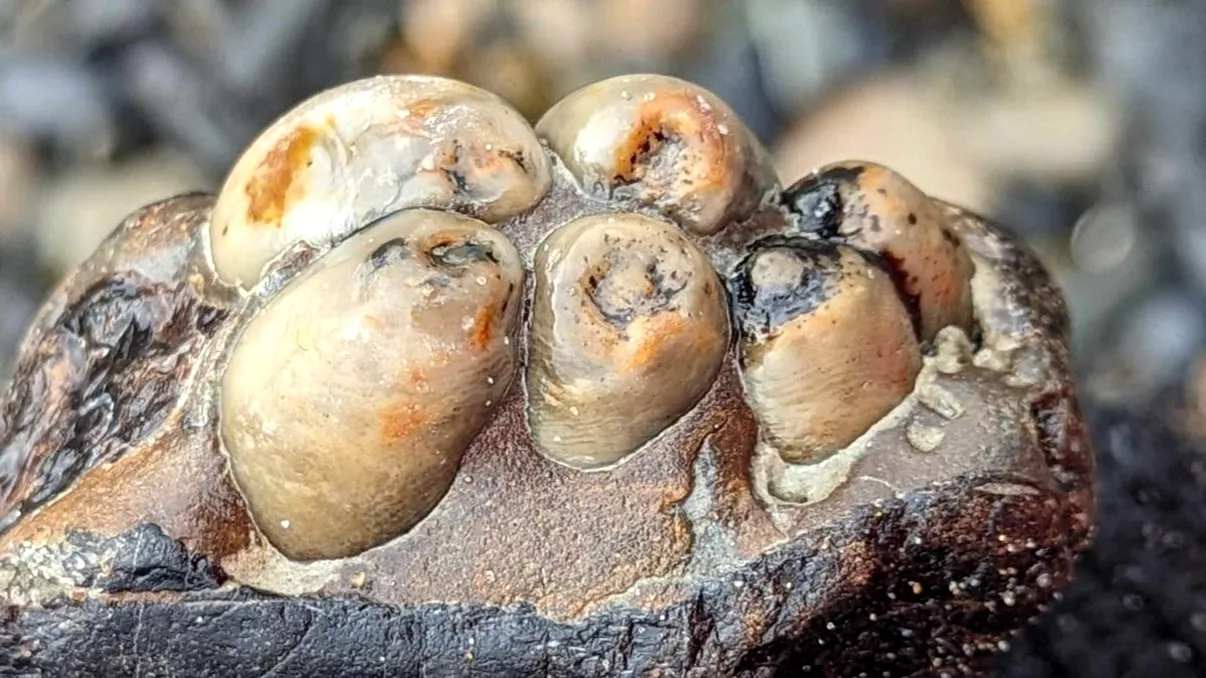 Descoperire uluitoare făcută de o femeie: Dintele unui mamifer care nu mai există, pe o plajă din această țară FOTO