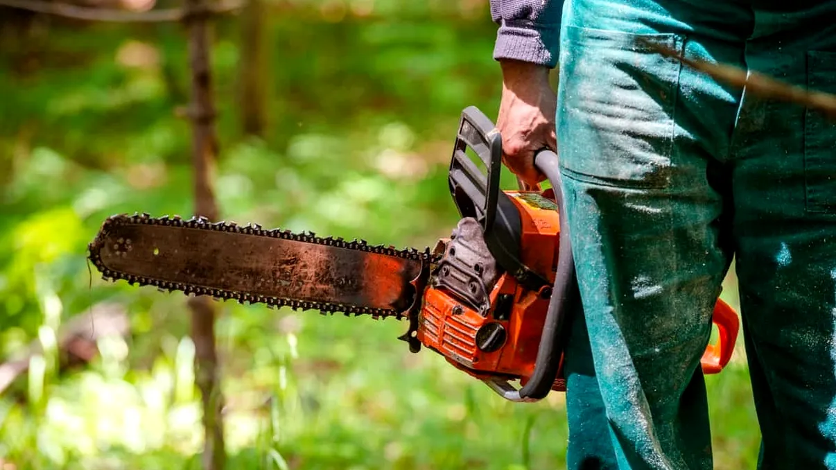 Inteligența artificială ar putea soluționa problema masivă a furtului de lemne din România, tăierea ilegală a pădurilor. Cum funcționează SUMAL