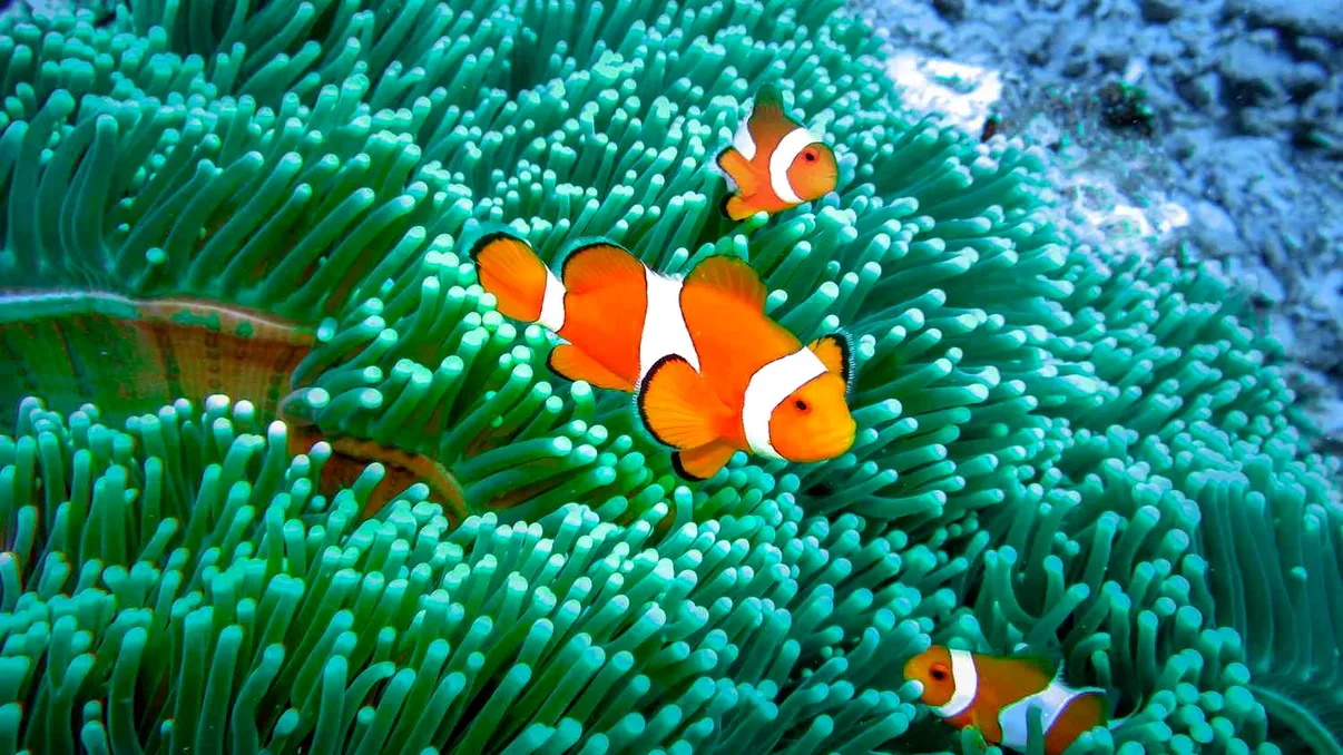 Animalele care își pot schimba sexul. Cum reușesc să facă asta