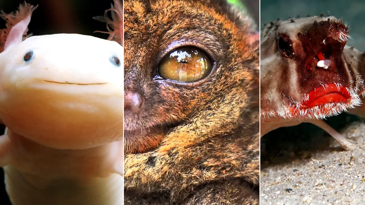 Cele mai ciudate ființe de pe planeta noastră. De ce sunt speciale