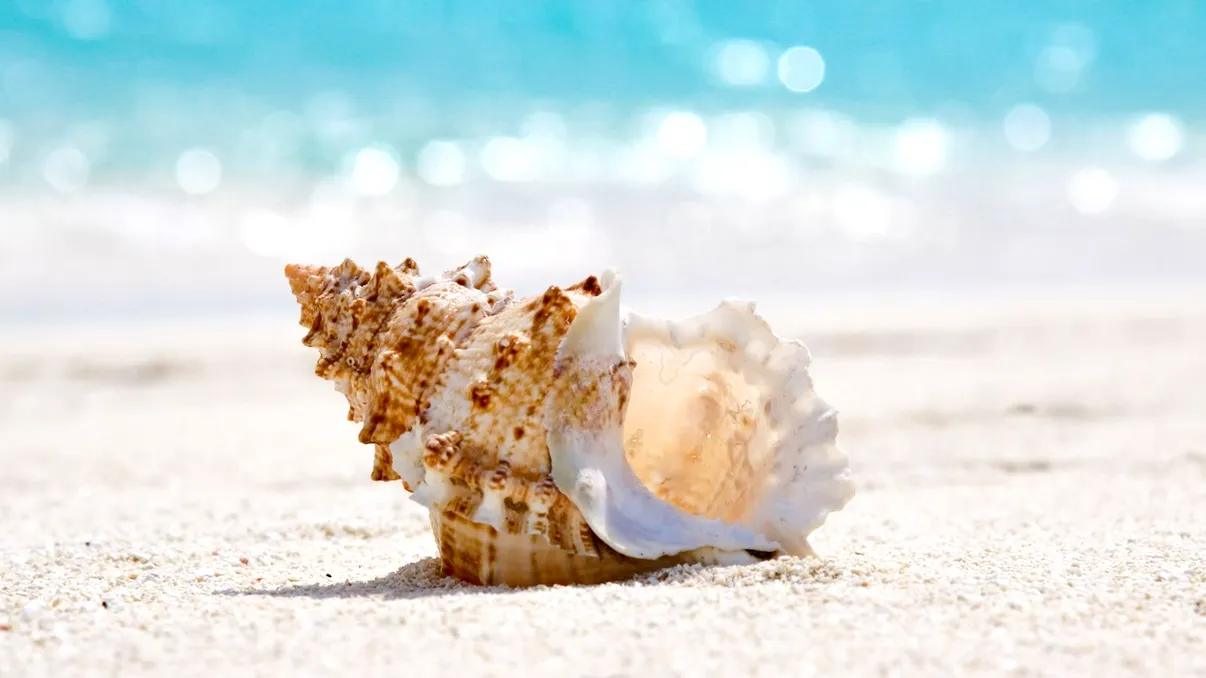 De ce nu ar trebui să iei scoici de pe plajă. Ce poți păți dacă faci asta