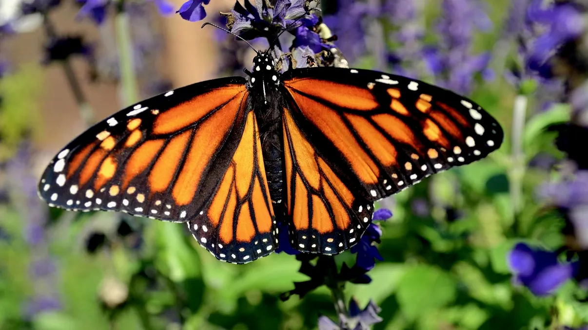 Trucul simplu prin care crești numărul de fluturi din grădina ta. Grădinarii îl știu deja, iar știința l-a confirmat