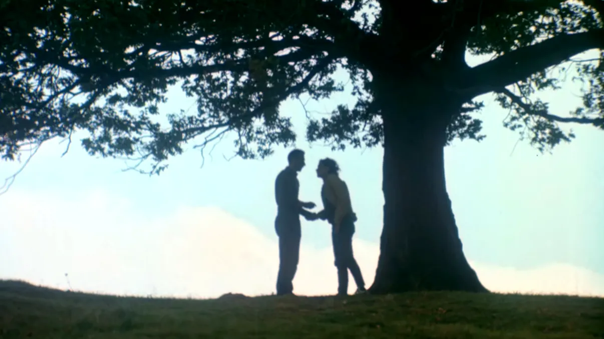 Copacul din România sub care nu este bine niciodată să te adăpostești când este caniculă sau când plouă