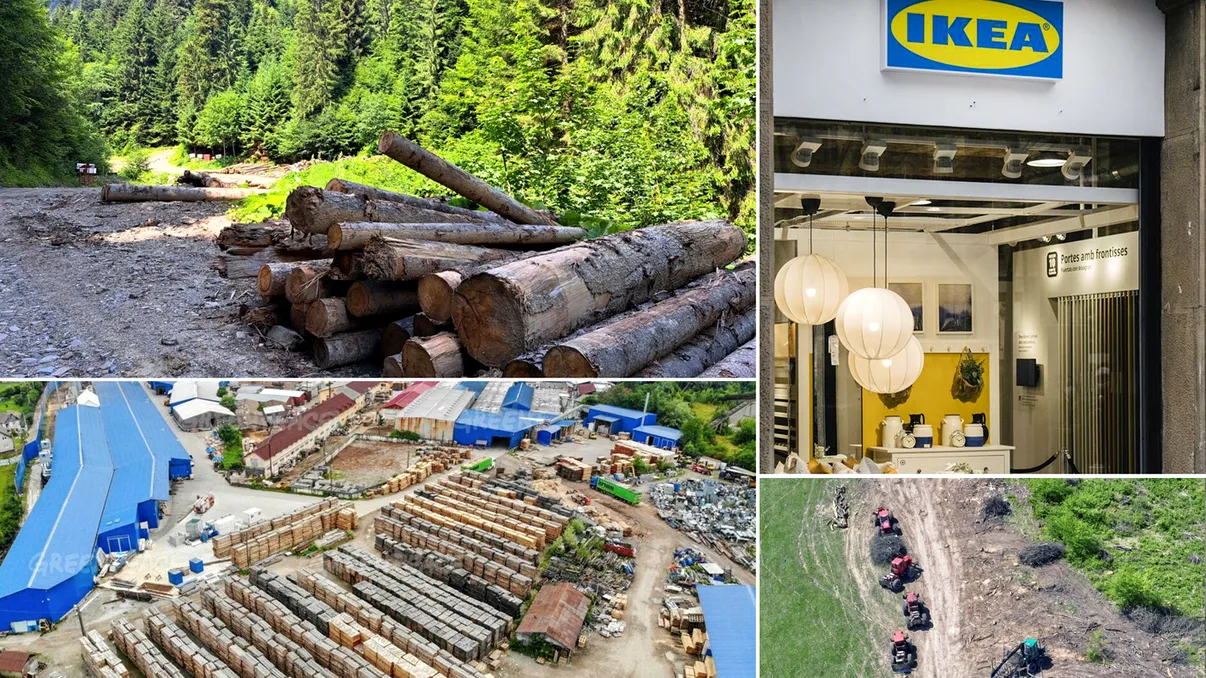 IKEA și pădurile din România, o pagubă înfricoșătoare. Distrugerea sistematică cauzată de gigantul suedez, confirmată de Greenpeace