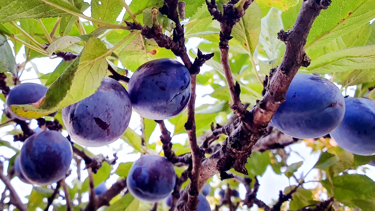 Consumul a 5 sau 6 prune pe zi poate ajuta la conservarea sănătății osoase și ar putea ajuta femeile afectate de osteoporoză, susține un nou studiu