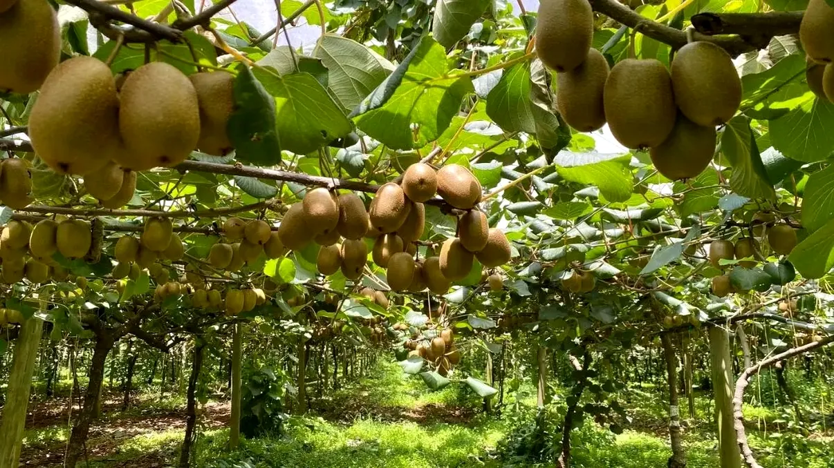 Încălzirea globală a adus culturi tropicale în România. Unde cultivă fermierii kiwi, kaki și curmali