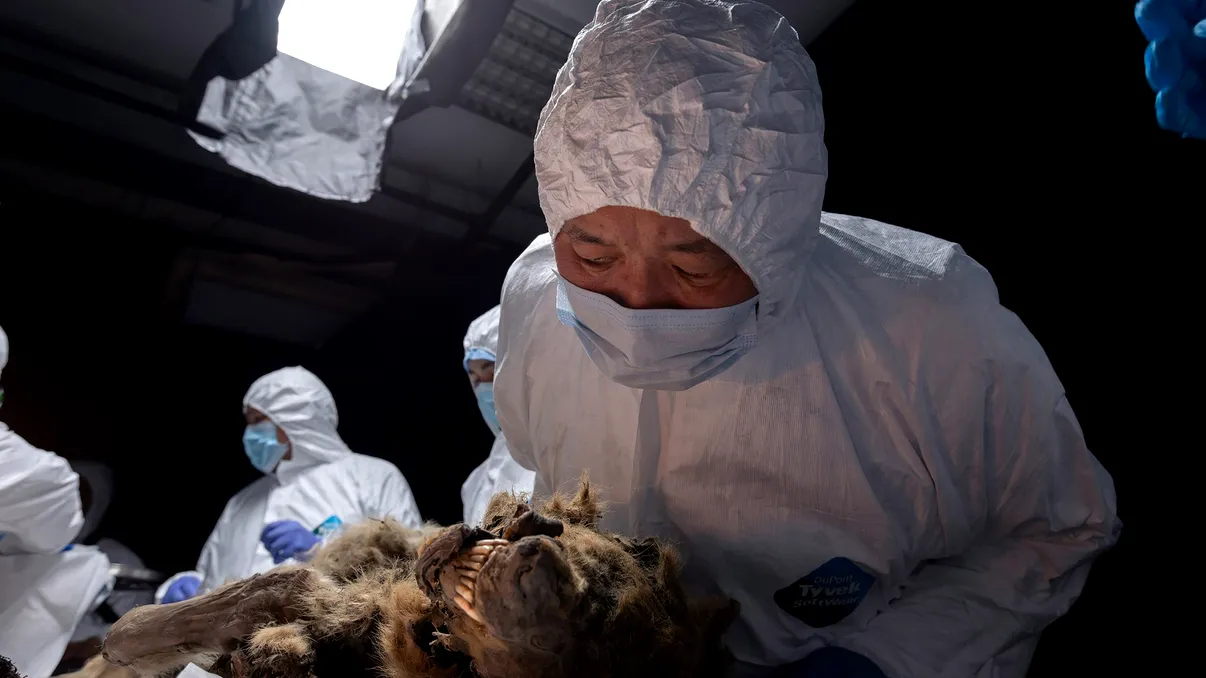 Lup preistoric vechi de 44.000 de ani, înghețat în permafrost, ar putea conține bacterii vii: Ce au descoperit cercetătorii