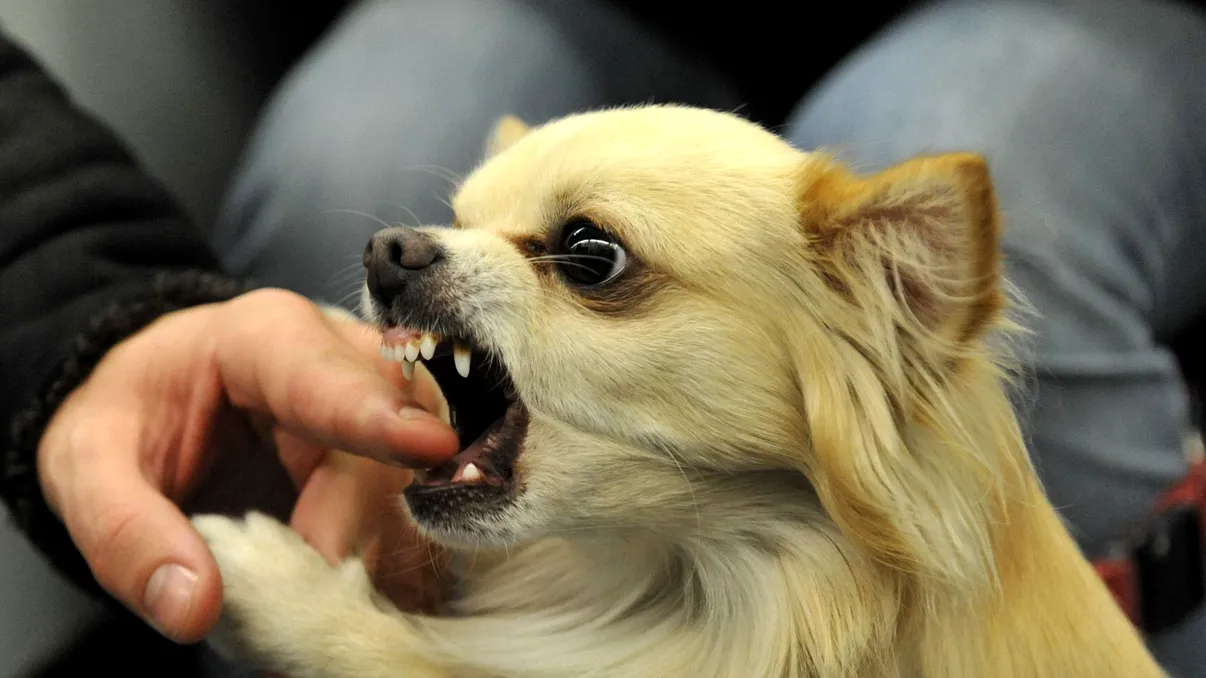 Ce trebuie să faci în cazul în care câinele tău mușcă pe cineva: Ce arată legea, ce este obligat să facă proprietarul