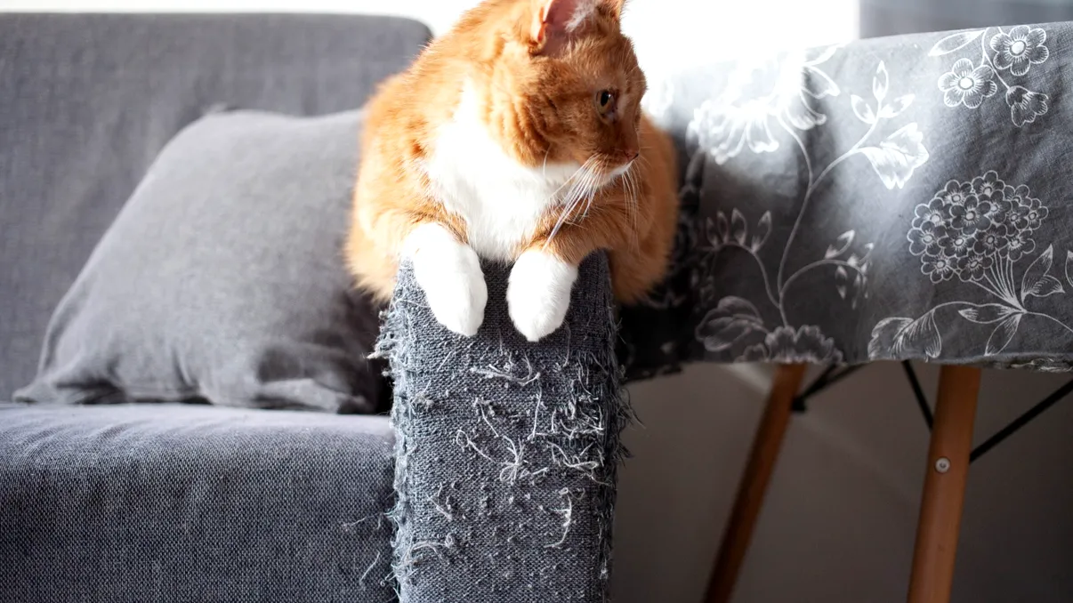 Motivul pentru care pisica îți zgârie mobila: Există o explicație științifică, ce au descoperit cercetătorii