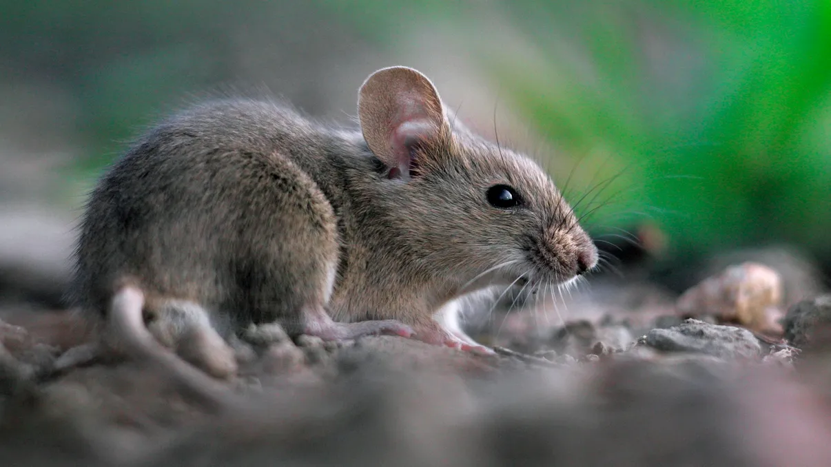 Descoperirea unui medicament ce prelungește viața șoarecilor atrage atenția oamenilor de știință