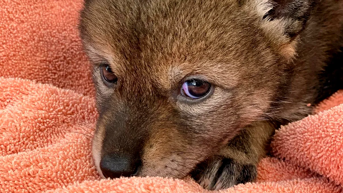 O familie a crezut că a salvat un pui de cățeluș, dar când a crescut, surpriza a fost uriașă. Ce era de fapt animalul aparent inofensiv