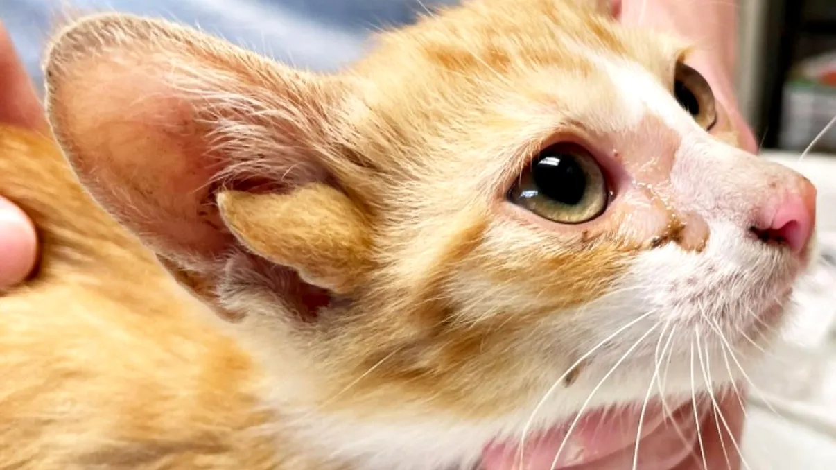 O pisică cu patru urechi, un miracol genetic adorabil, a fost salvată de un adăpost pentru animale