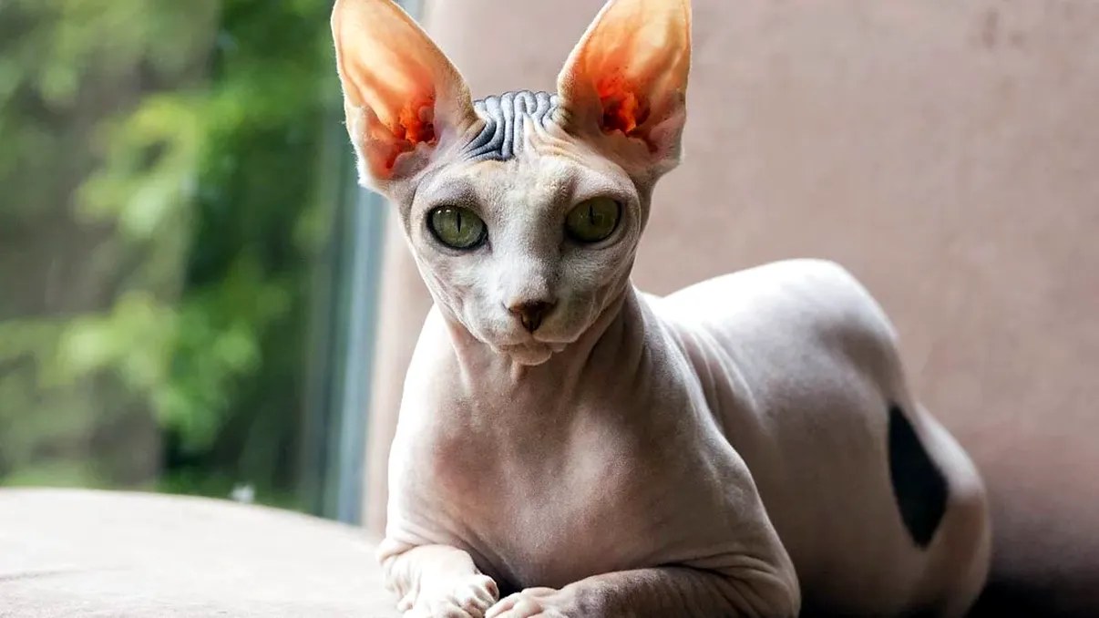 Cele mai ciudate rase de pisici. Se remarcă nu doar prin aspectul lor neobișnuit, ci și prin abilități surprinzătoare