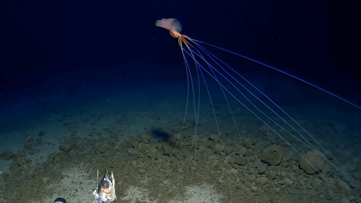 Filmare rară a unui calamar Magnapinna la 3.300 de metri adâncime în Oceanul Pacific VIDEO