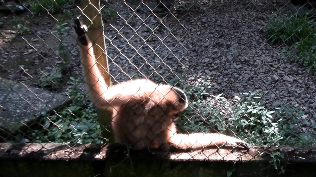 Femelele gibon își comunică mesajele printr-un dans între „robot dance” și „vogueing” VIDEO