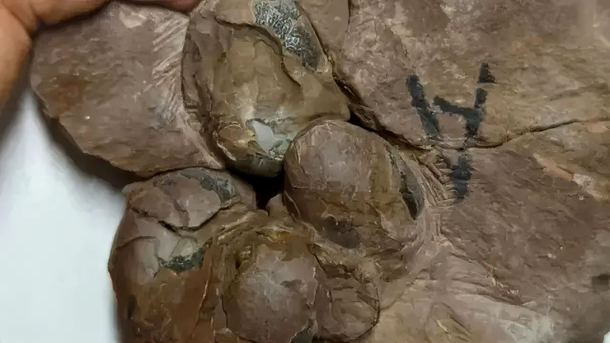 Cel mai mic ou de dinozaur din lume, descoperit perfect intact după 80 de milioane de ani. Ce au găsit cercetătorii