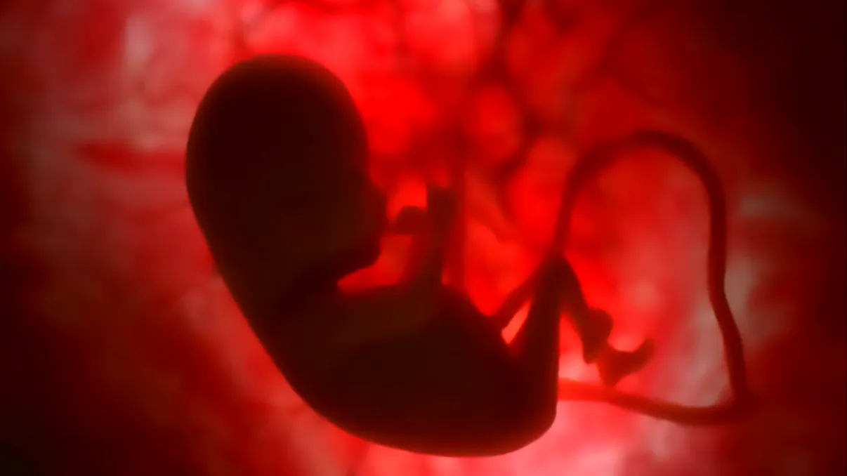 Un laborator de fertilizare in vitro american vinde embrioni cu 