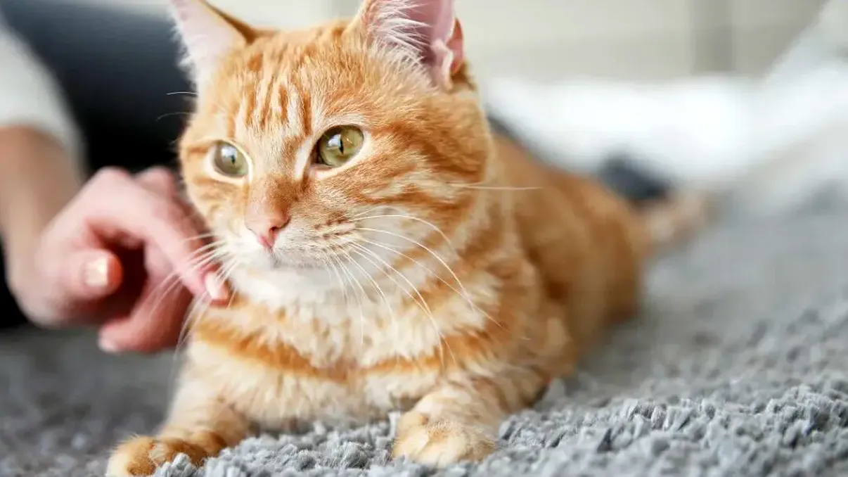 Pisicile sunt mai inteligente decât bebelușii și pot chiar să îi întreacă pe aceștia la jocurile de asociere a cuvintelor, arată cel mai recent studiu