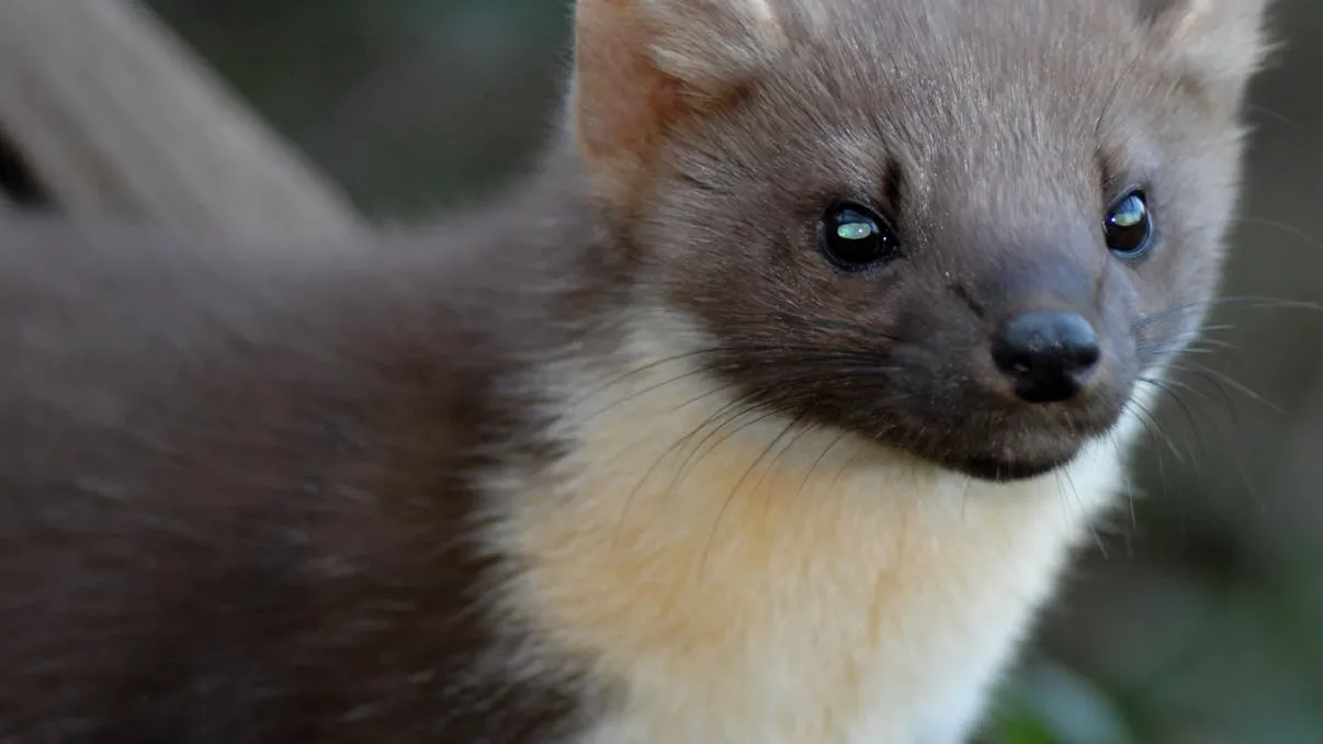 O creatură considerată dispărută de 100 de ani a fost văzută din nou în Marea Britanie